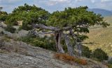 Pinus pallasiana. Старые деревья с незрелыми шишками. Южный берег Крыма, городской округ Судак, гора Сокол, северо-западный склон, выс. ≈ 450 м н.у.м. 28.09.2013.