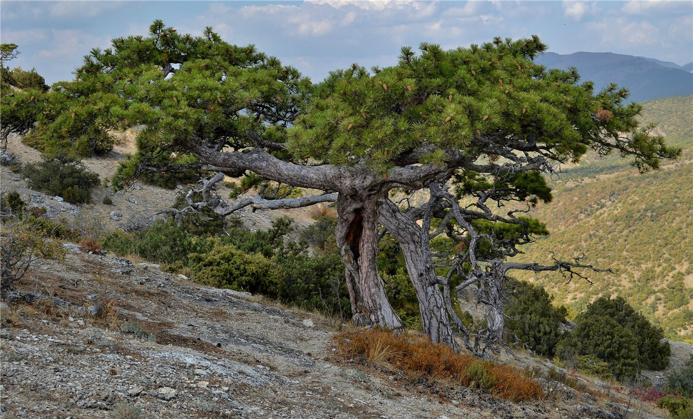 Изображение особи Pinus pallasiana.