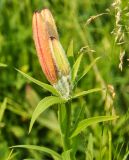 Lilium pensylvanicum