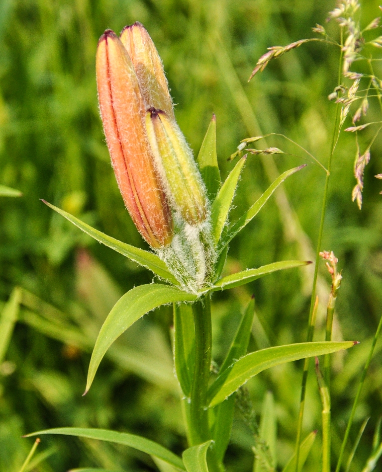 Изображение особи Lilium pensylvanicum.