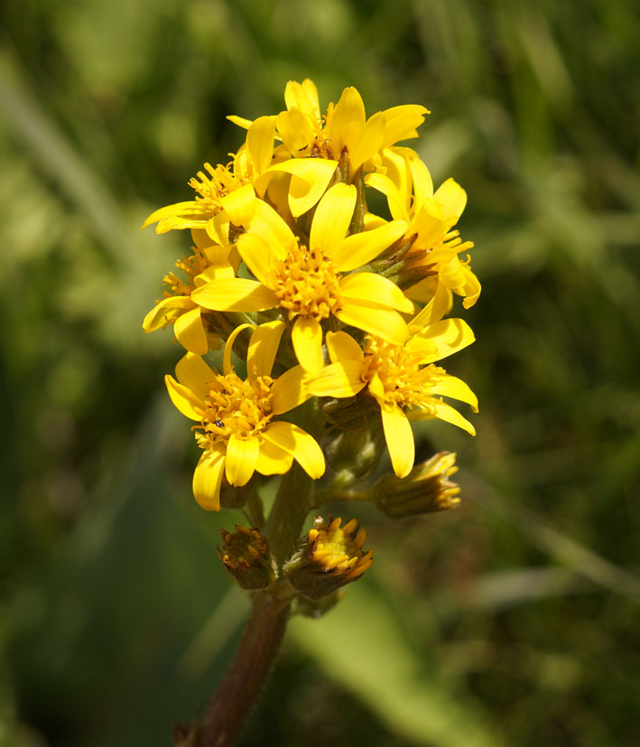 Изображение особи Ligularia alpigena.