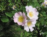 genus Rosa