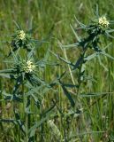 Lithospermum officinale