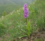 Orchis mascula. Цветущее растение. Краснодарский край, м/о г. Геленджик, хр. Коцехур, гора Шахан, склон горы. 02.05.2015.