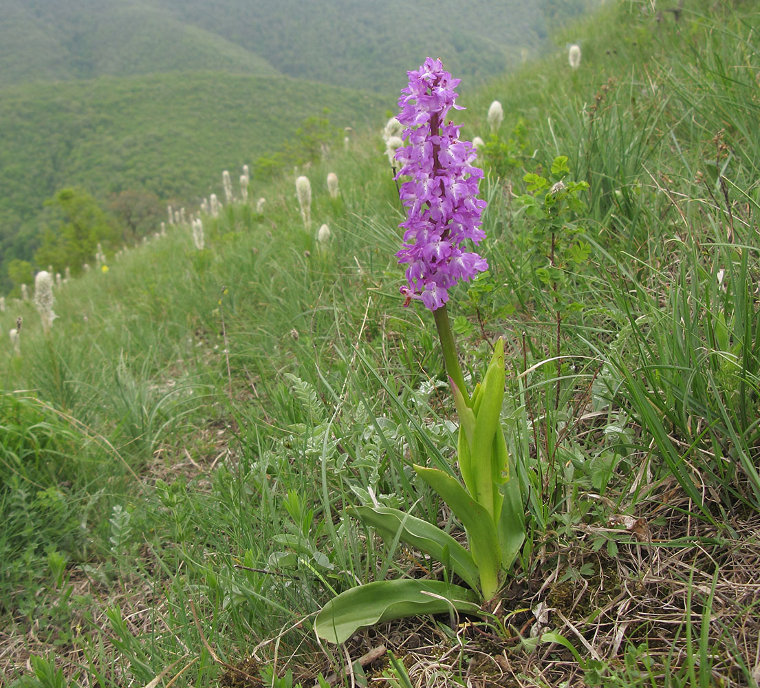 Изображение особи Orchis mascula.