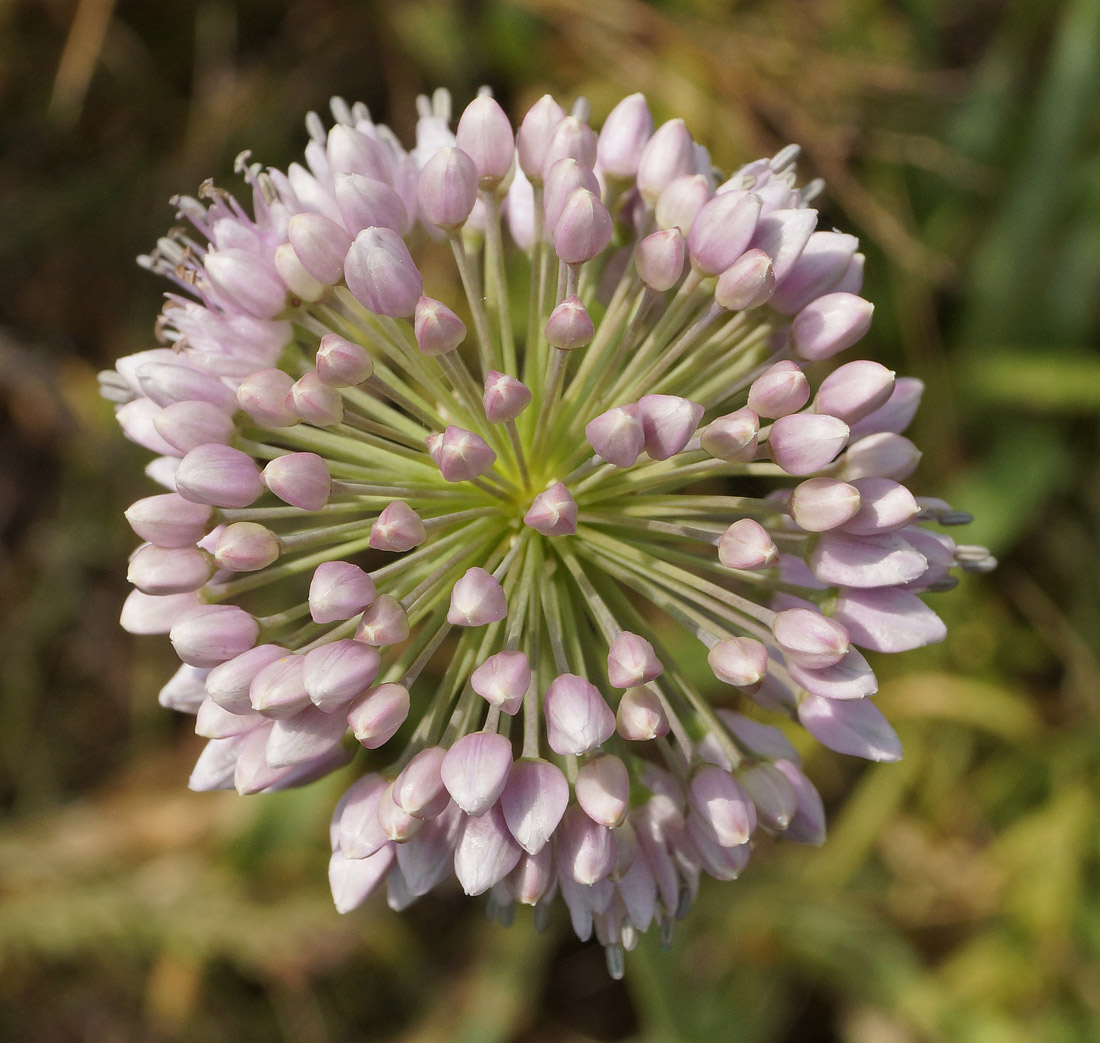 Image of Allium nutans specimen.