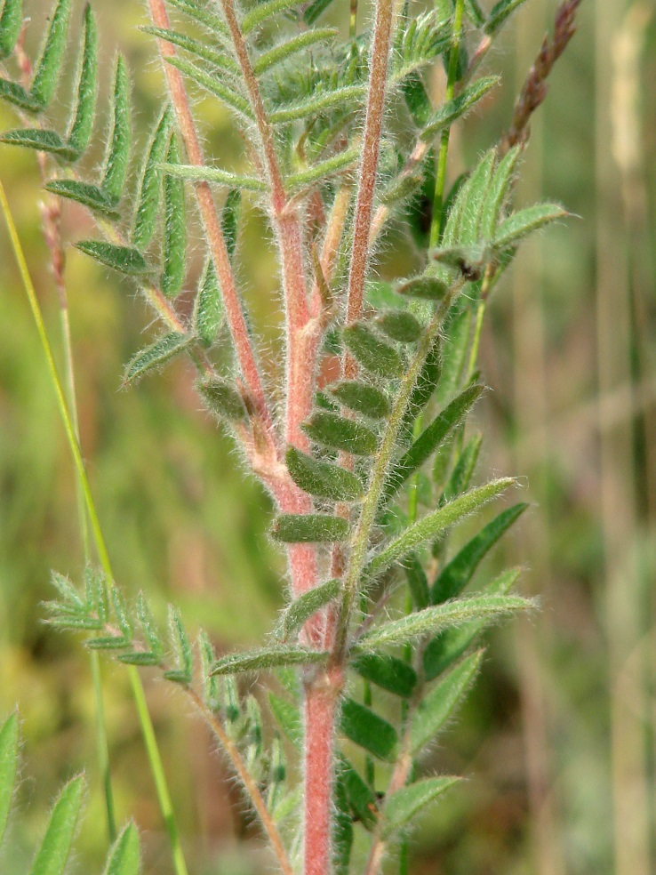 Изображение особи Oxytropis pilosa.