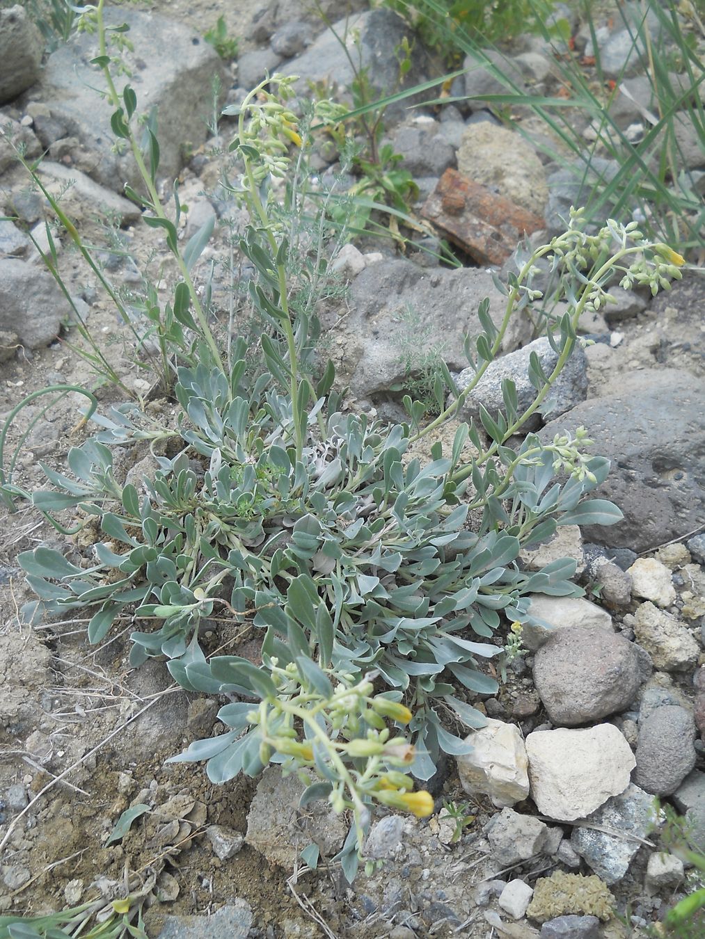 Image of Onosma sericea specimen.