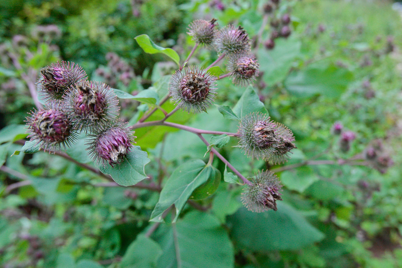 Изображение особи Arctium tomentosum.