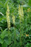 Pedicularis incarnata. Верхушки цветущих растений. Бурятия, Окинский р-н, перевал Чойган-Дабан, ≈ 1900 м н.у.м., луг у верхней границы леса. 05.07.2015.