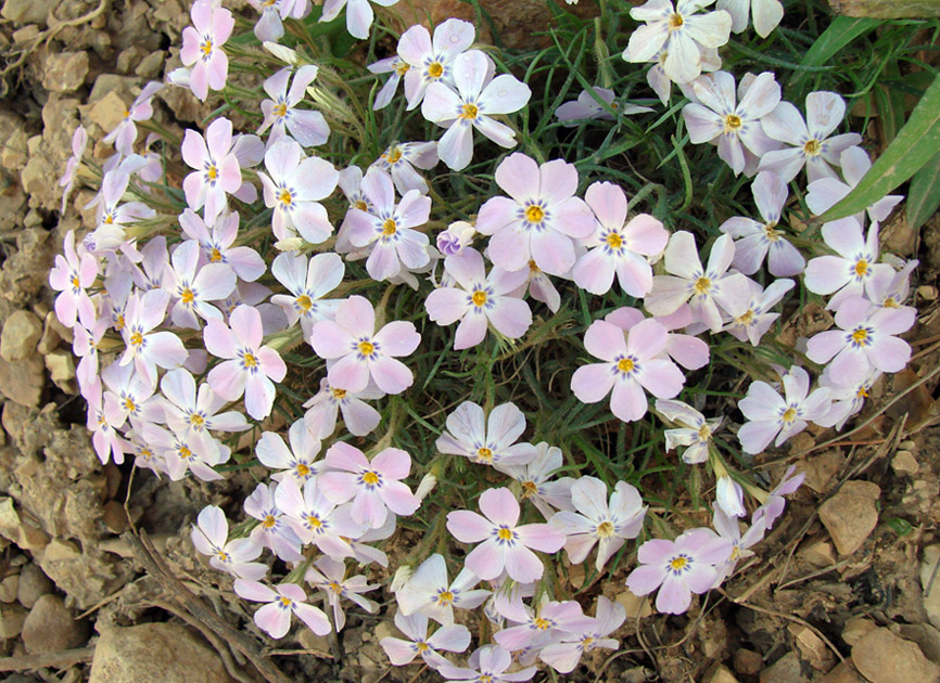 Изображение особи Phlox sibirica.