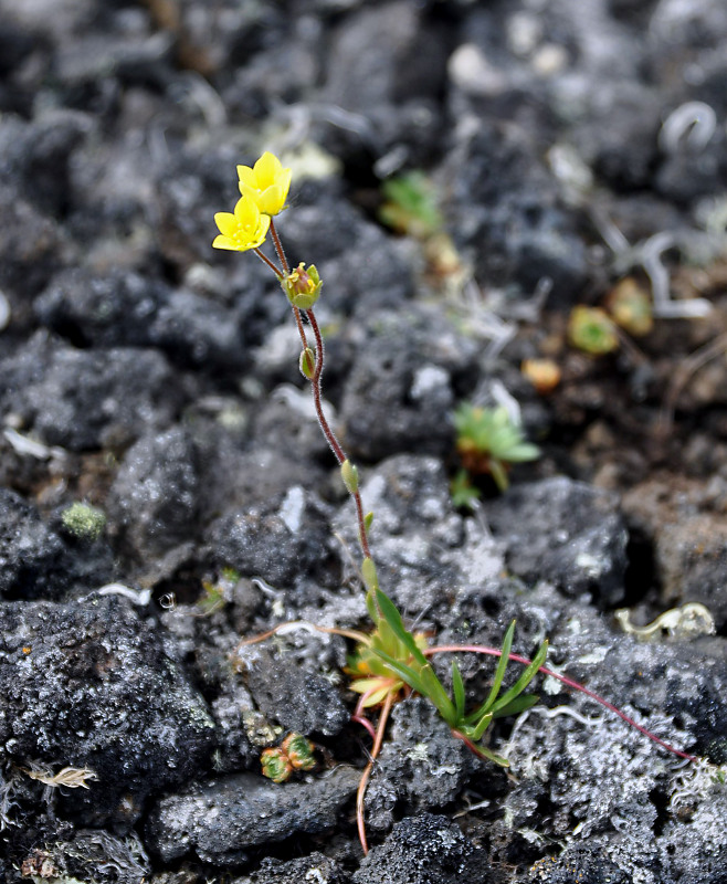 Image of Saxifraga flagellaris specimen.