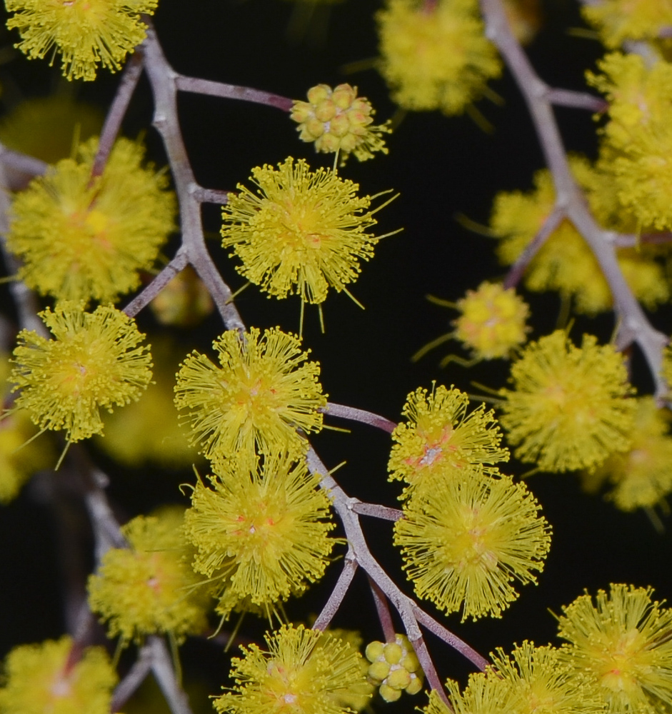 Изображение особи Acacia baileyana.