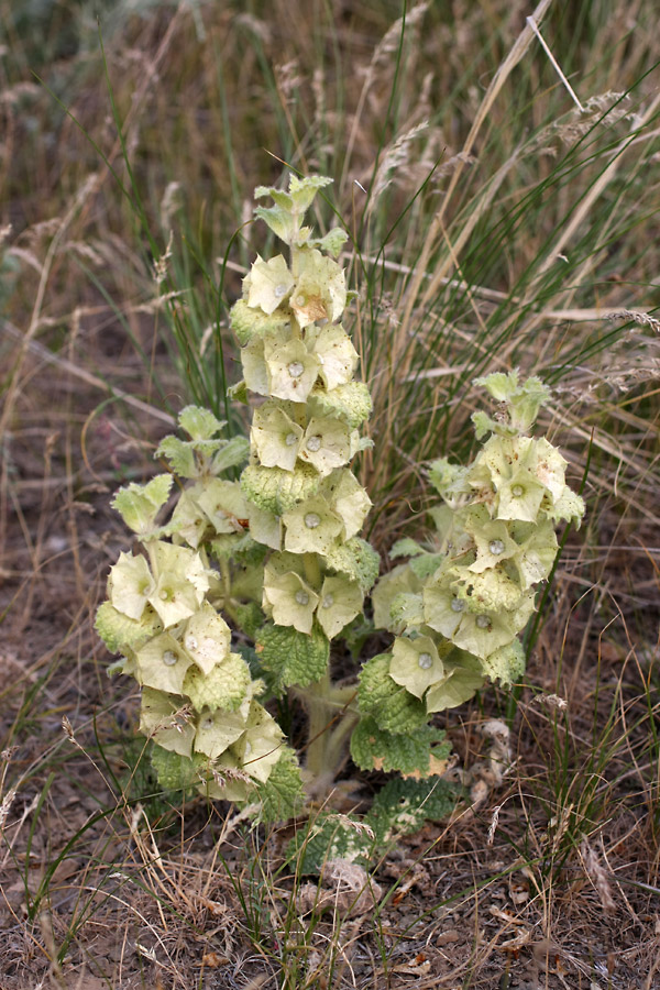 Image of Eremostachys isochila specimen.