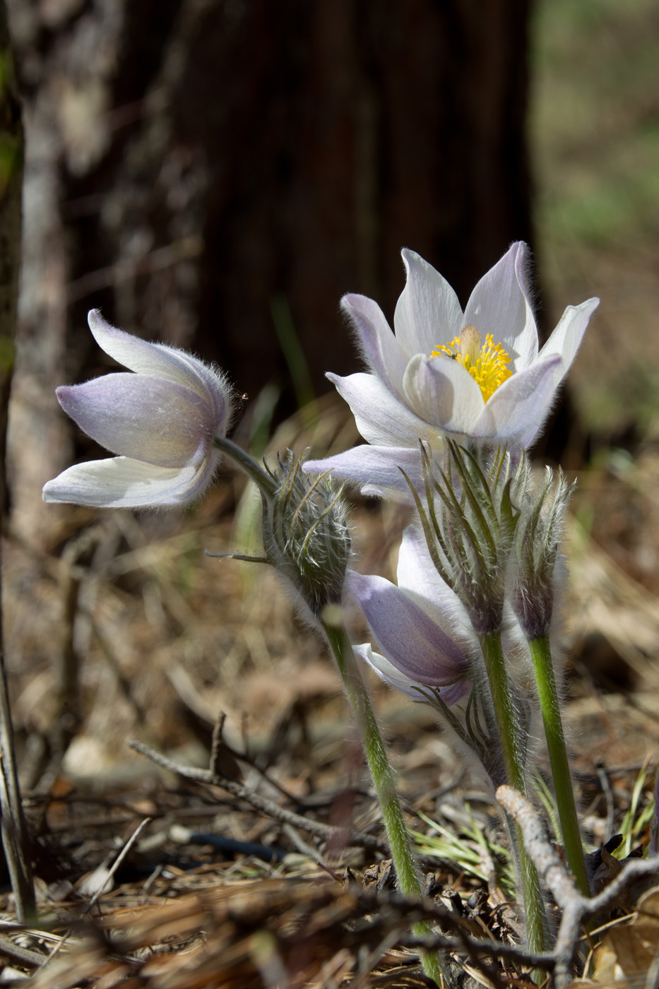 Image of Pulsatilla patens specimen.