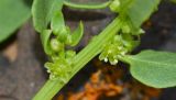 Patellifolia procumbens