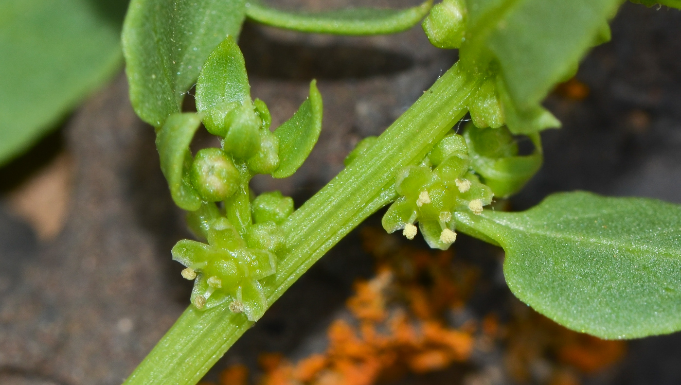 Image of Patellifolia procumbens specimen.