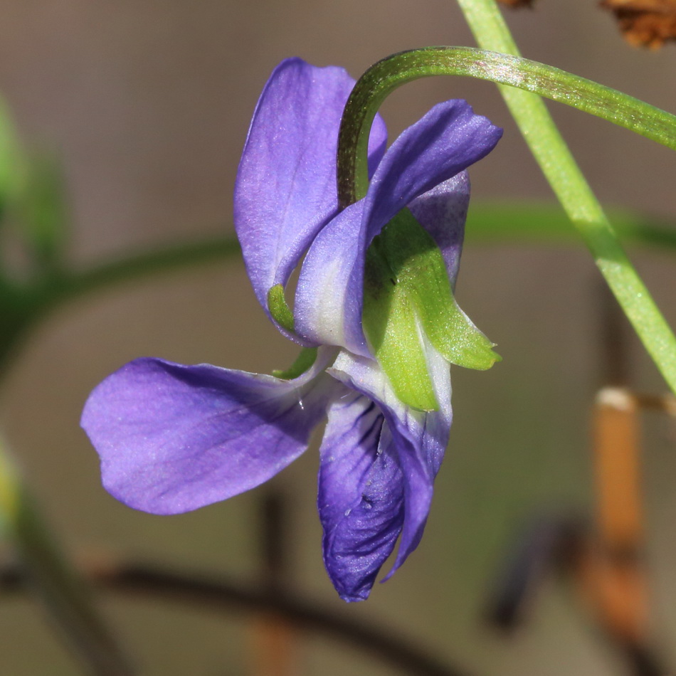 Image of Viola suavis specimen.