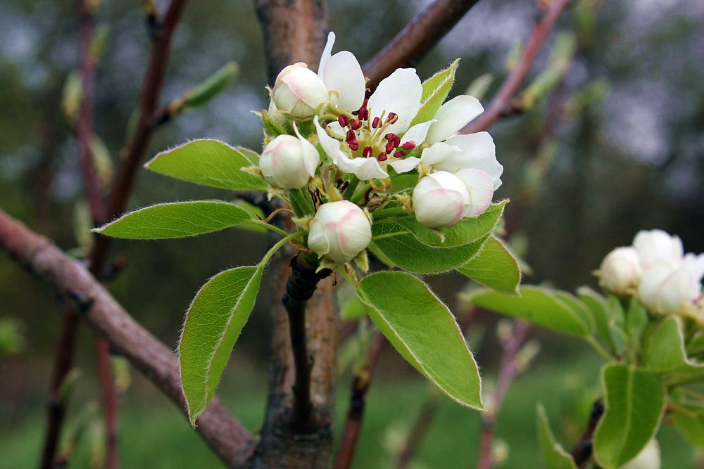 Image of genus Pyrus specimen.