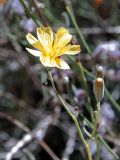 genus Chondrilla. Верхушка веточки с соцветием и нераскрывшимися соплодиями. Кыргызстан, Иссык-Кульская обл., Джети-Огузский р-н, Тамгинский аильный округ, южное побережье оз. Иссык-Куль, степь. 30.08.2012.