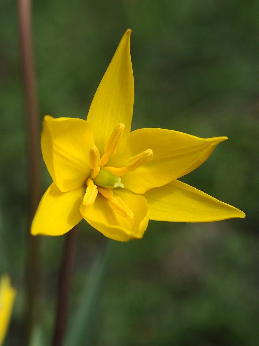 Изображение особи Tulipa biebersteiniana.