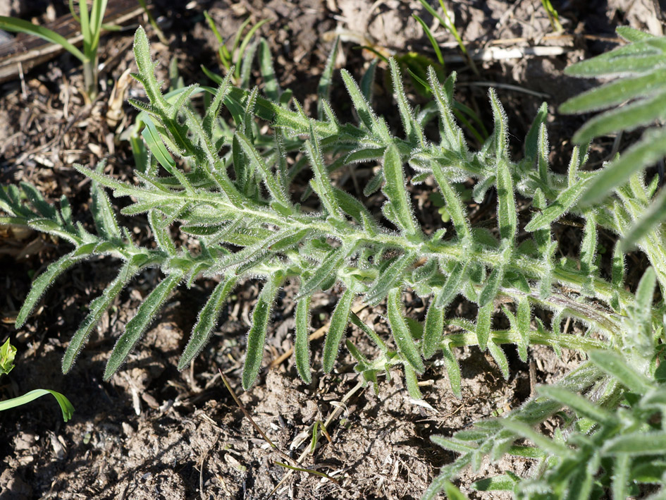 Изображение особи Centaurea scabiosa.