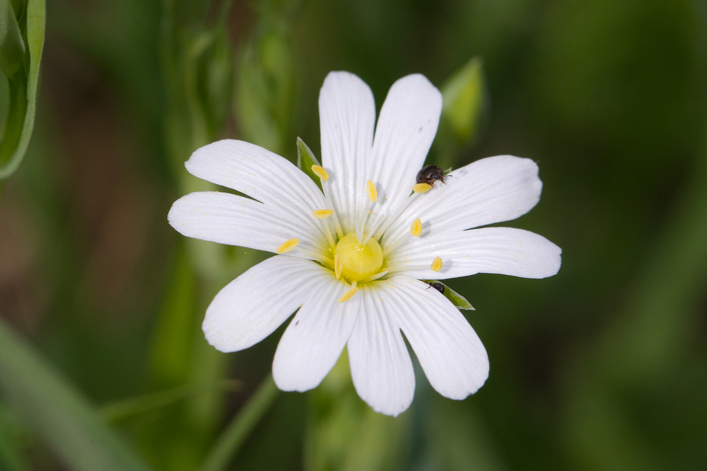 Image of Stellaria holostea specimen.