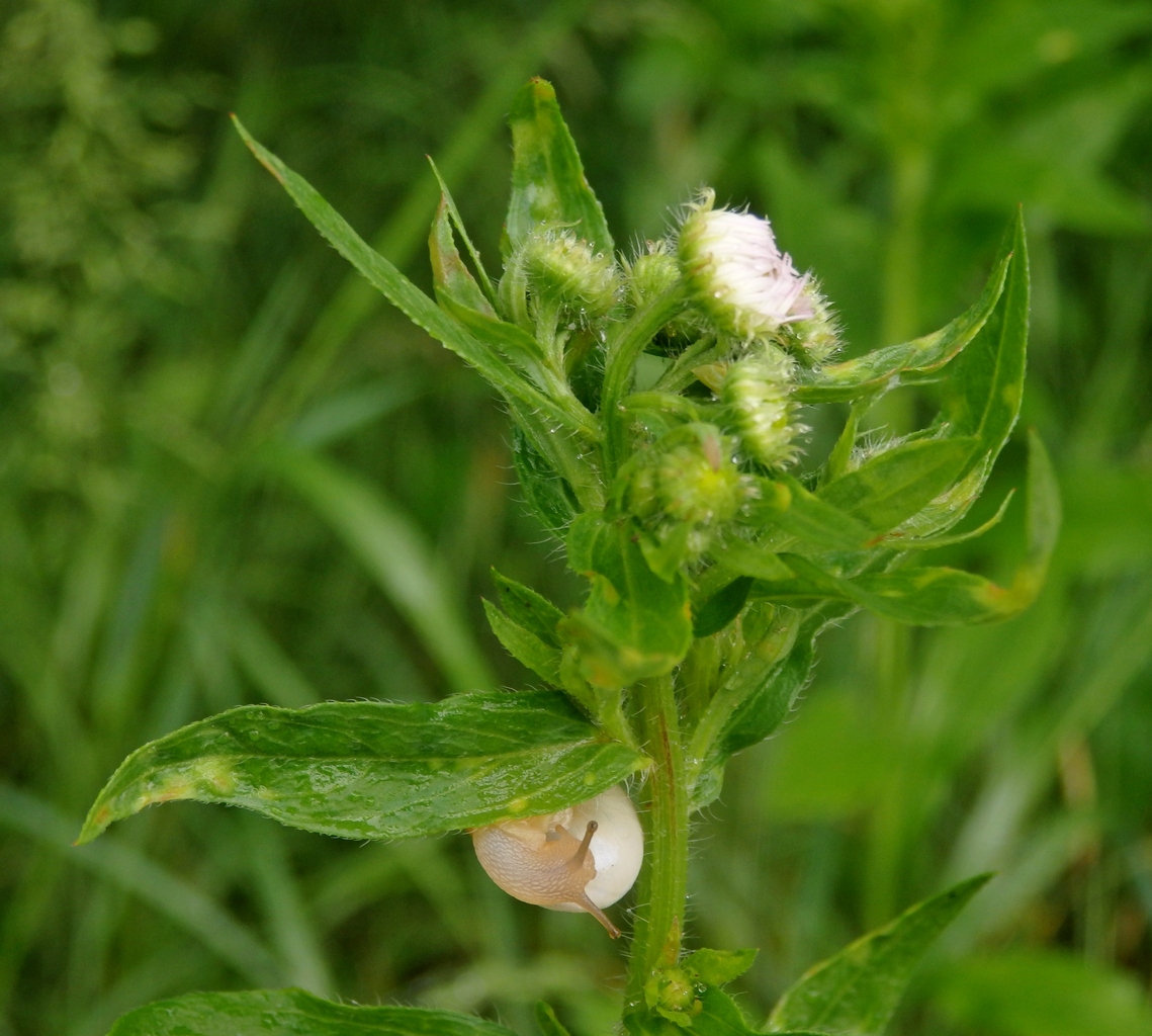 Image of Erigeron annuus specimen.