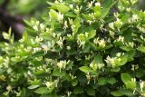 Lonicera ruprechtiana. Ветви с цветками. Приморский край, окр. г. Находка, на склоне у моря. 30.05.2016.