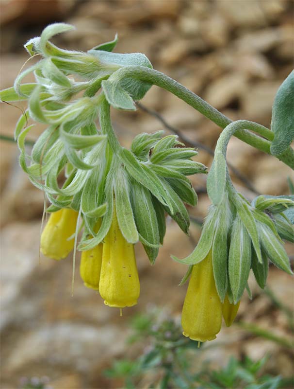Image of Onosma sericea specimen.