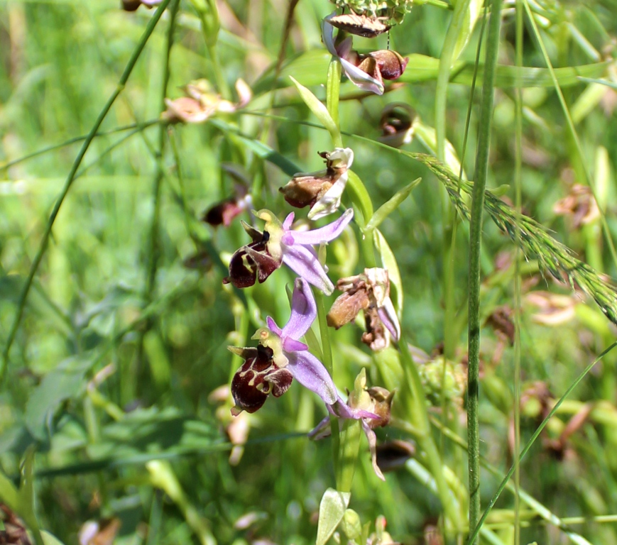 Изображение особи Ophrys oestrifera.