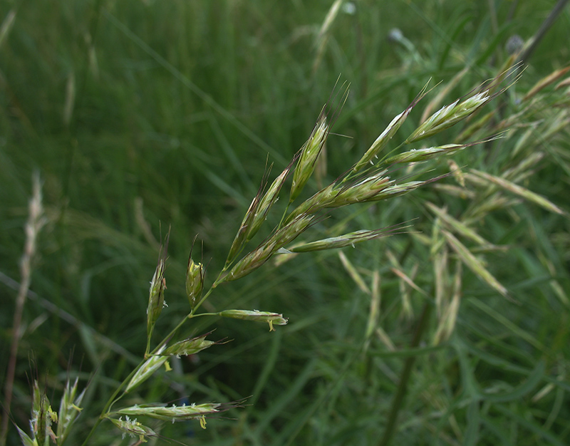 Image of Helictotrichon schellianum specimen.