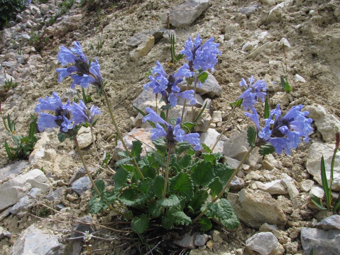 Изображение особи Dracocephalum imberbe.