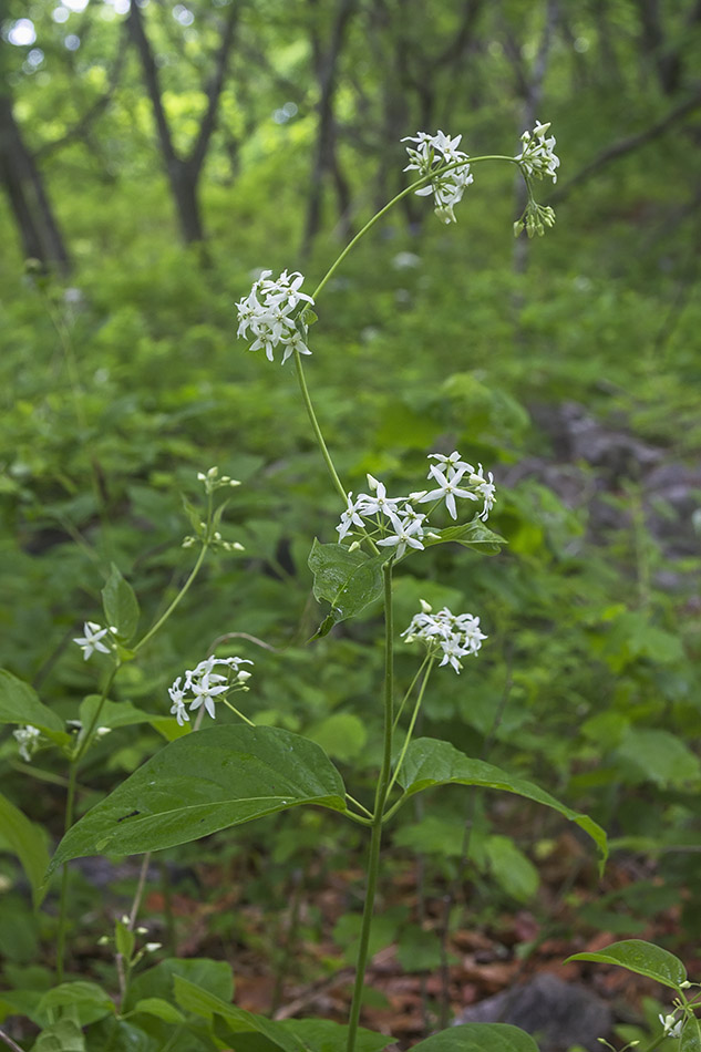 Изображение особи Vincetoxicum ascyrifolium.