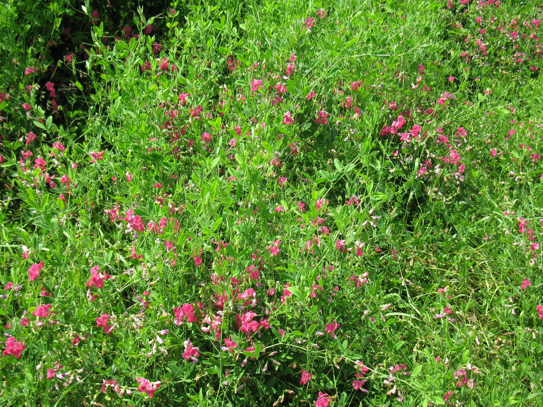 Изображение особи Lathyrus tuberosus.