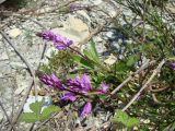 Polygala major