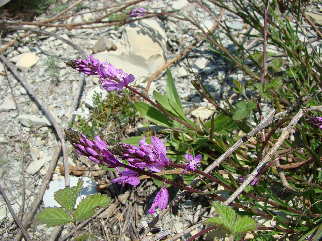 Изображение особи Polygala major.