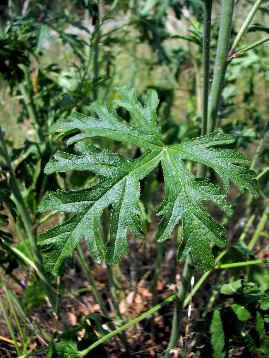 Image of Malva excisa specimen.