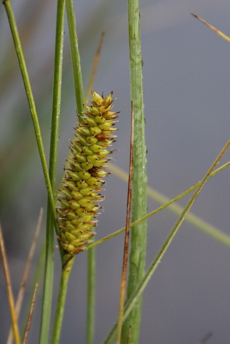 Image of Carex rostrata specimen.