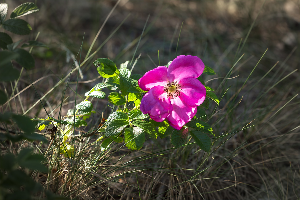 Image of Rosa rugosa specimen.