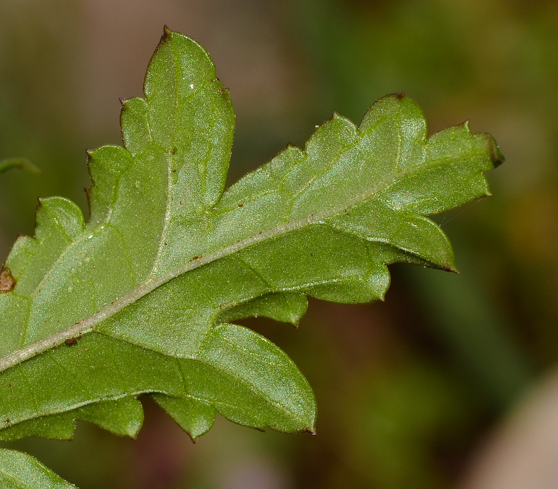 Image of Scrophularia rubricaulis specimen.