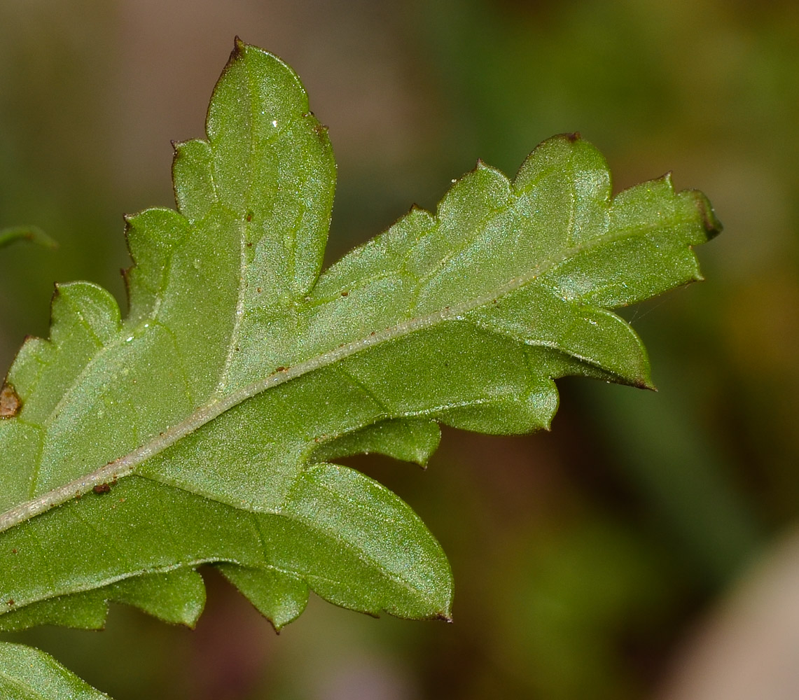 Изображение особи Scrophularia rubricaulis.