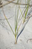 Carex colchica