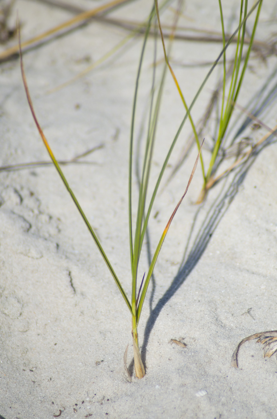 Image of Carex colchica specimen.