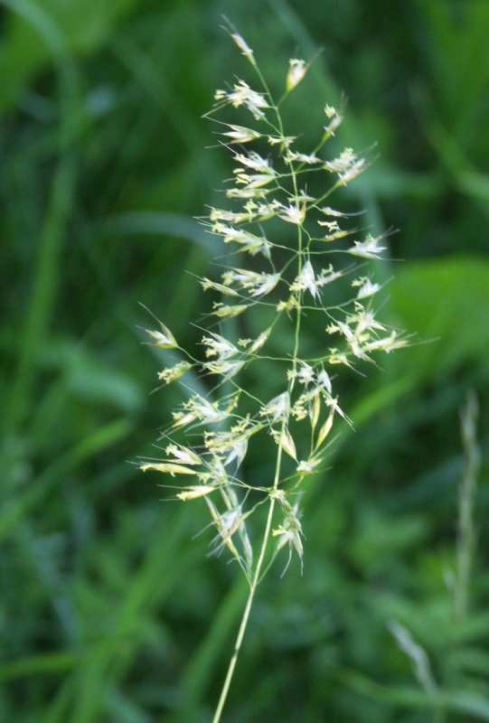 Image of Trisetum flavescens specimen.