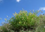 Astragalus mongholicus