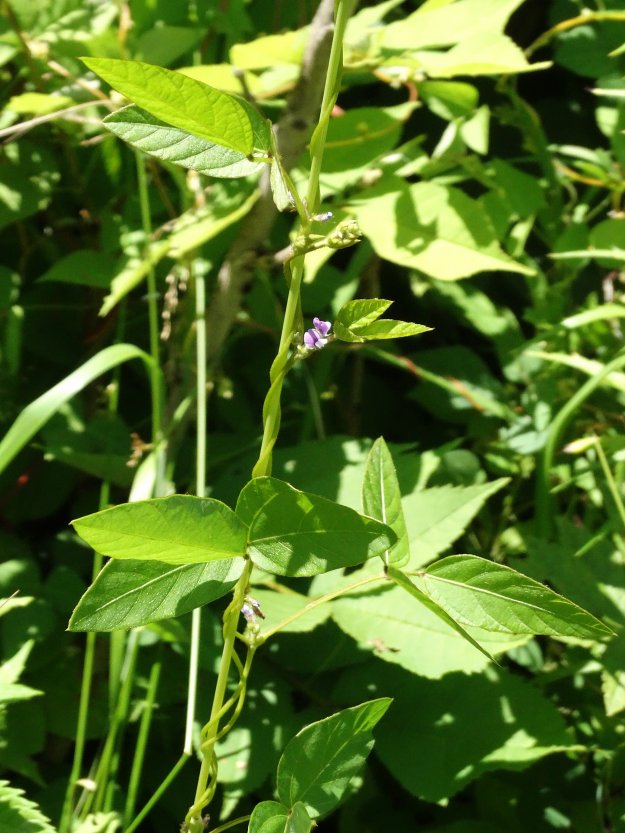 Изображение особи Glycine soja.