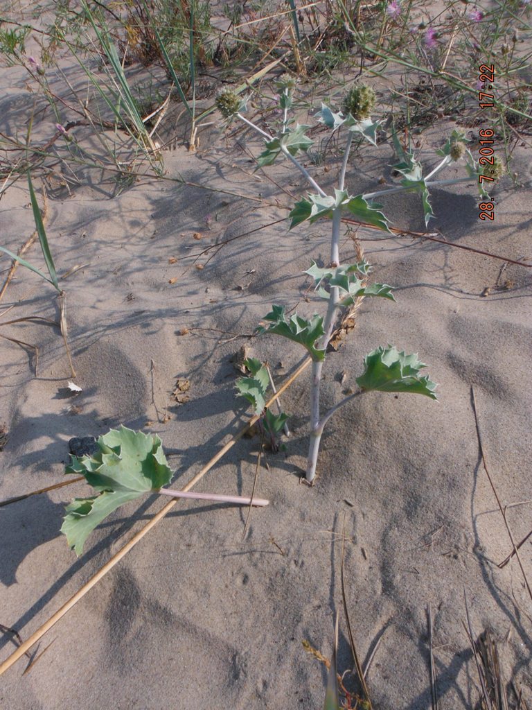 Изображение особи Eryngium maritimum.