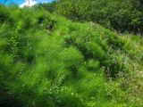 Equisetum telmateia