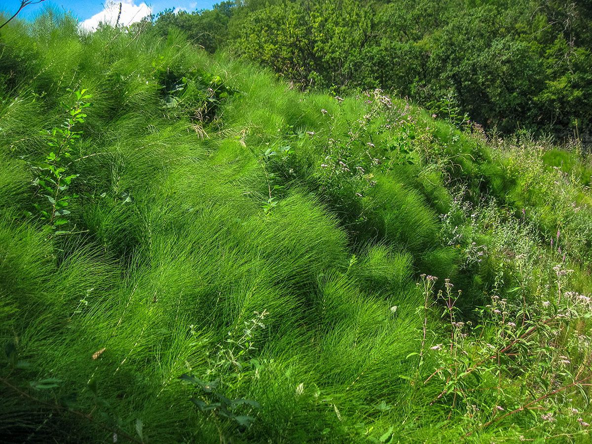 Изображение особи Equisetum telmateia.